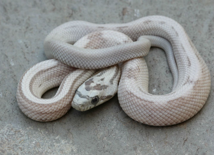 Striped Ghost Corn Snake